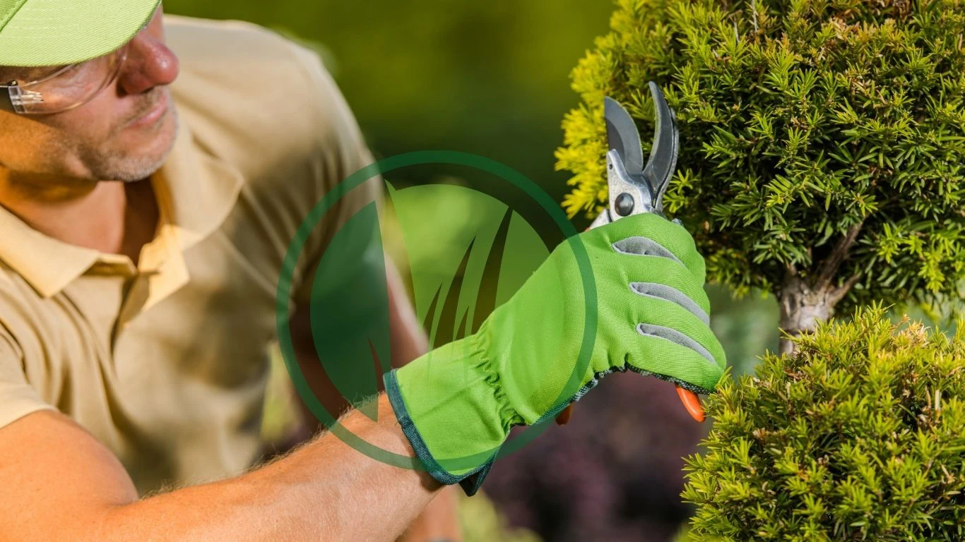 تنسيق حدائق جدة | زهرة الحياة لتصميم وصيانة الحدائق